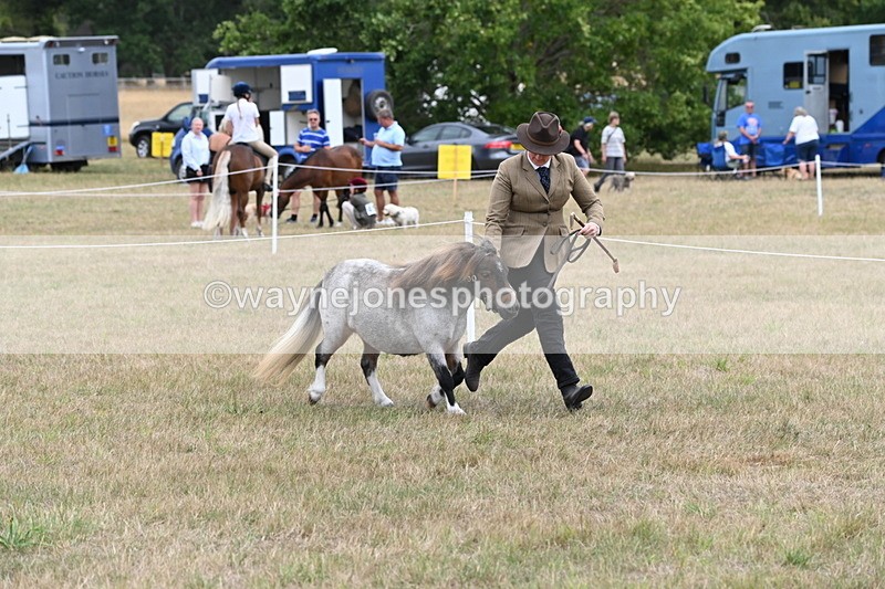 WJ6_5405 - Class 18 In-hand Coloured