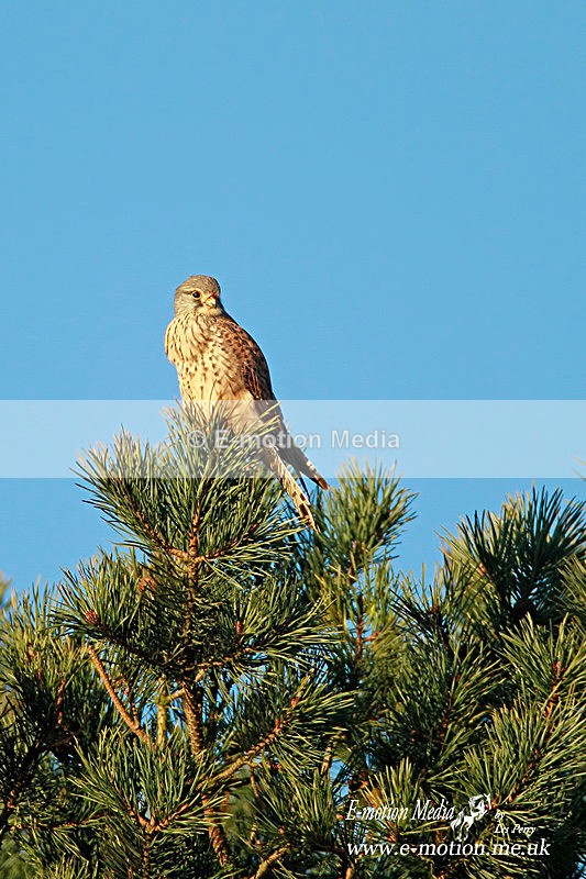Kestral 021212 5 - Nature