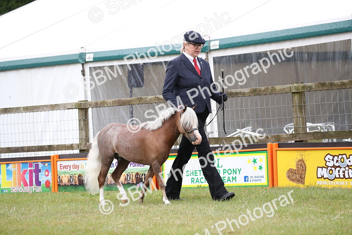 SBM_03679 - Class 23-25 - British Miniature Horse of the Year