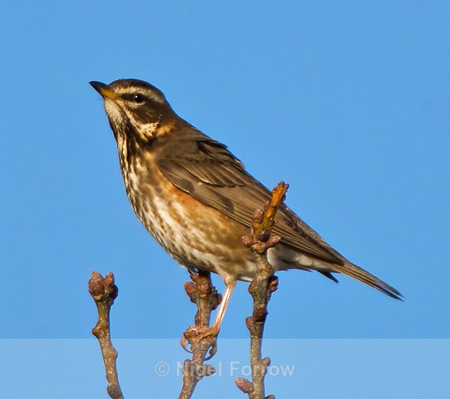 Redwing - Redwing