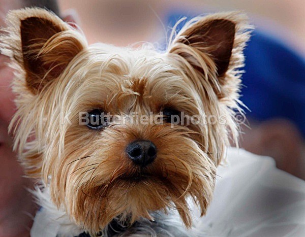 _I3C7897 - Lurgan Park Rally