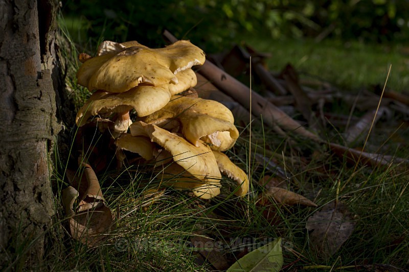 Fungi, Cholmondeley Castle, Cheshire - FUNGI (MUSHROOM) IMAGES