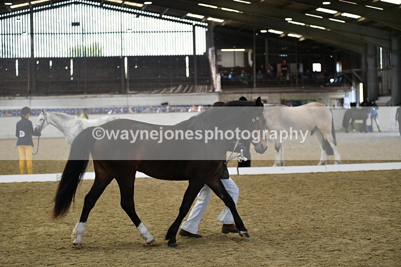 WJ5_4384 - Class 6 In hand M&M - Large Breeds