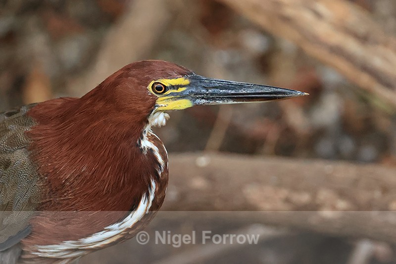 Rufescent Tiger-heron (adult) portrait, Corixo Negro, Brazil - Rufescent Tiger-heron