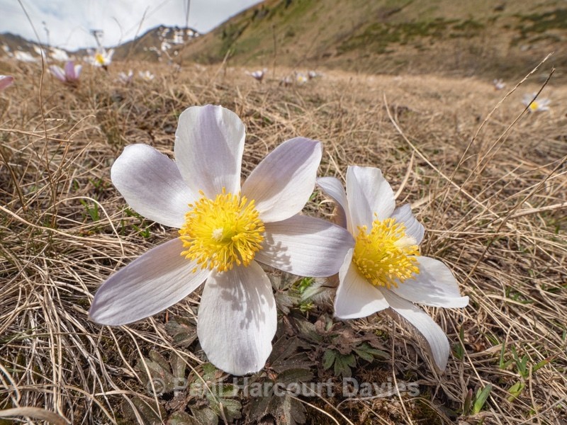 Spring pasque flower (Pulsatilla vernalis)  - Flowers in the Landscape