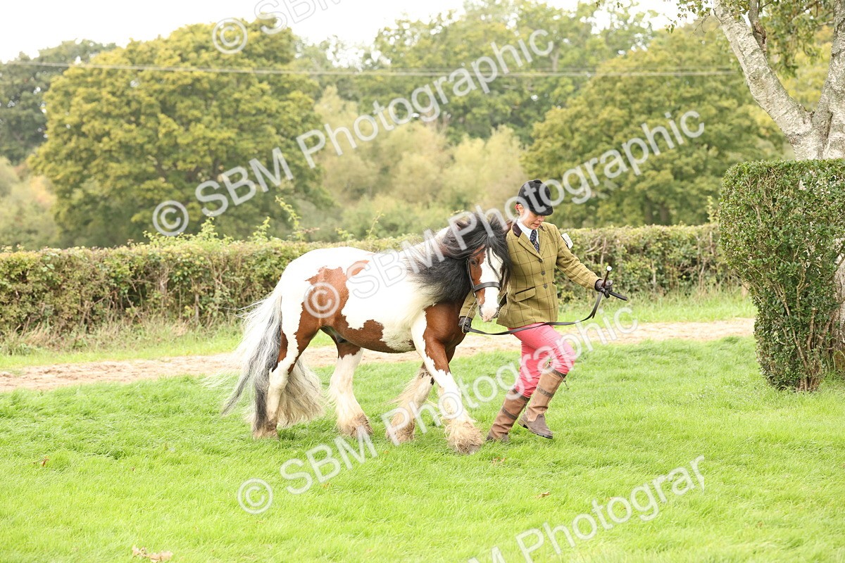 SBM_60850 - In Hand Horse Supreme Championship