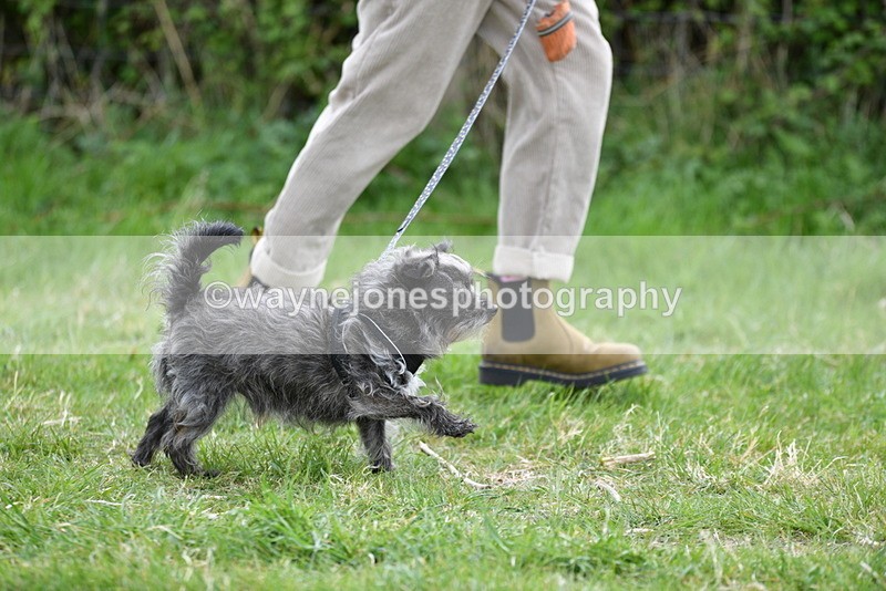 WJ5_9219 - Class 1 Best Cross Breed / Heniz 57