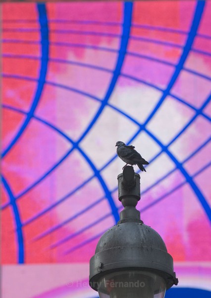 Assignment 2 - Pigeons - 2006 Finalist in Popular Photography's Photographer of the Year