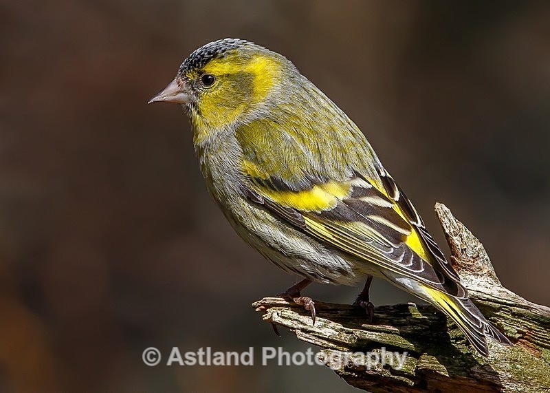 Astland Photography, Bird and Wildlife Images, Susan and Peter Wilson, U.K