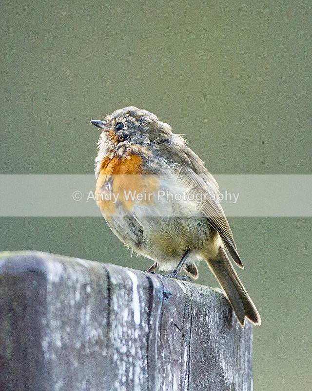 20110929-_MG_7186 - Robin