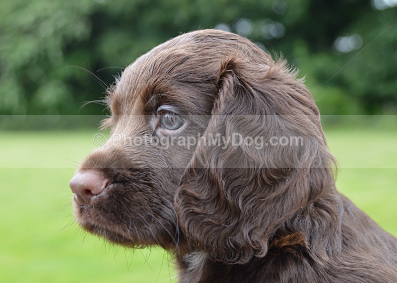  - Cocker Spaniels