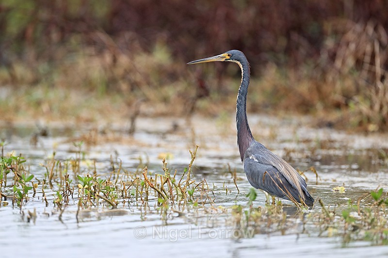Tricolored Heron standing upright, Florida - Tricolored Heron