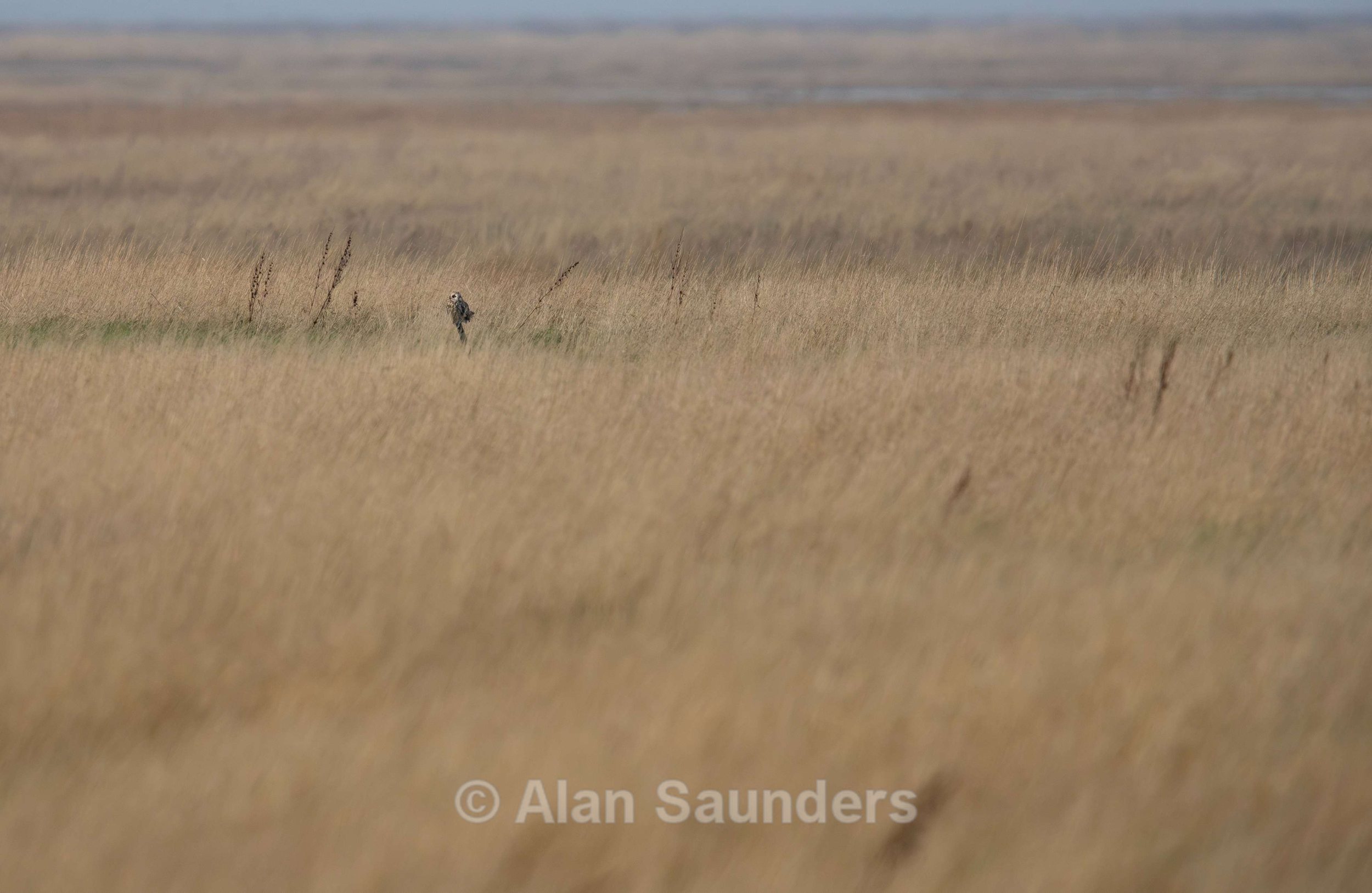 Short Eared Owl