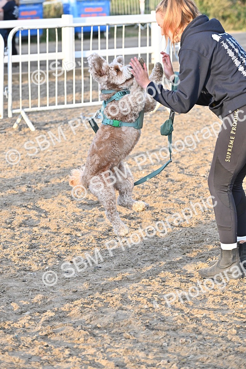 SBM_09643 - Lorry Dogs