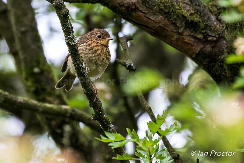 Juvenile Robin (Erithacus rubecula) in foliage - Nature