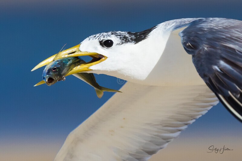 Flying 11 - Crested Terns