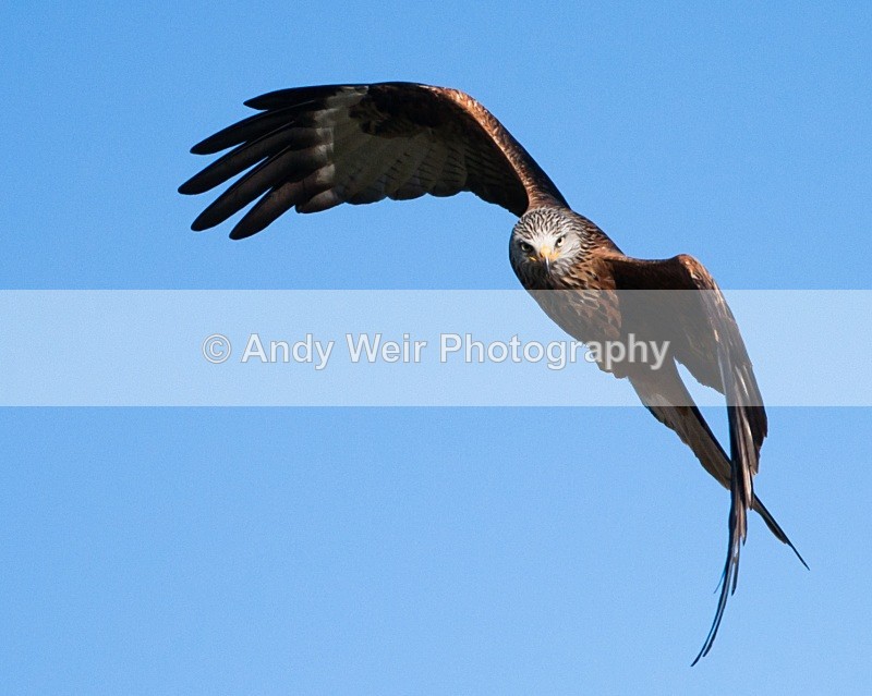 20100130-IMG_2960 496 - Red Kite