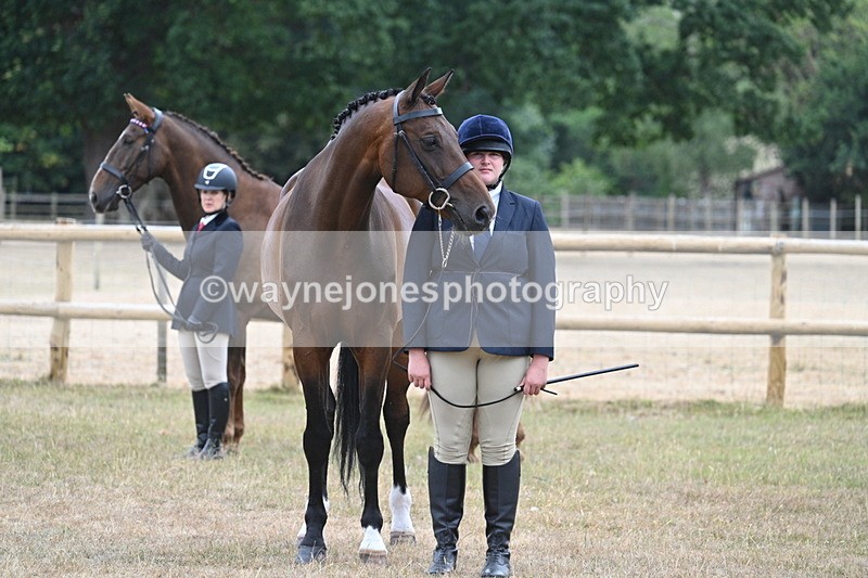 WJ7_9786 - Class 5a Most Handsome Gelding (above 14.2hh)
