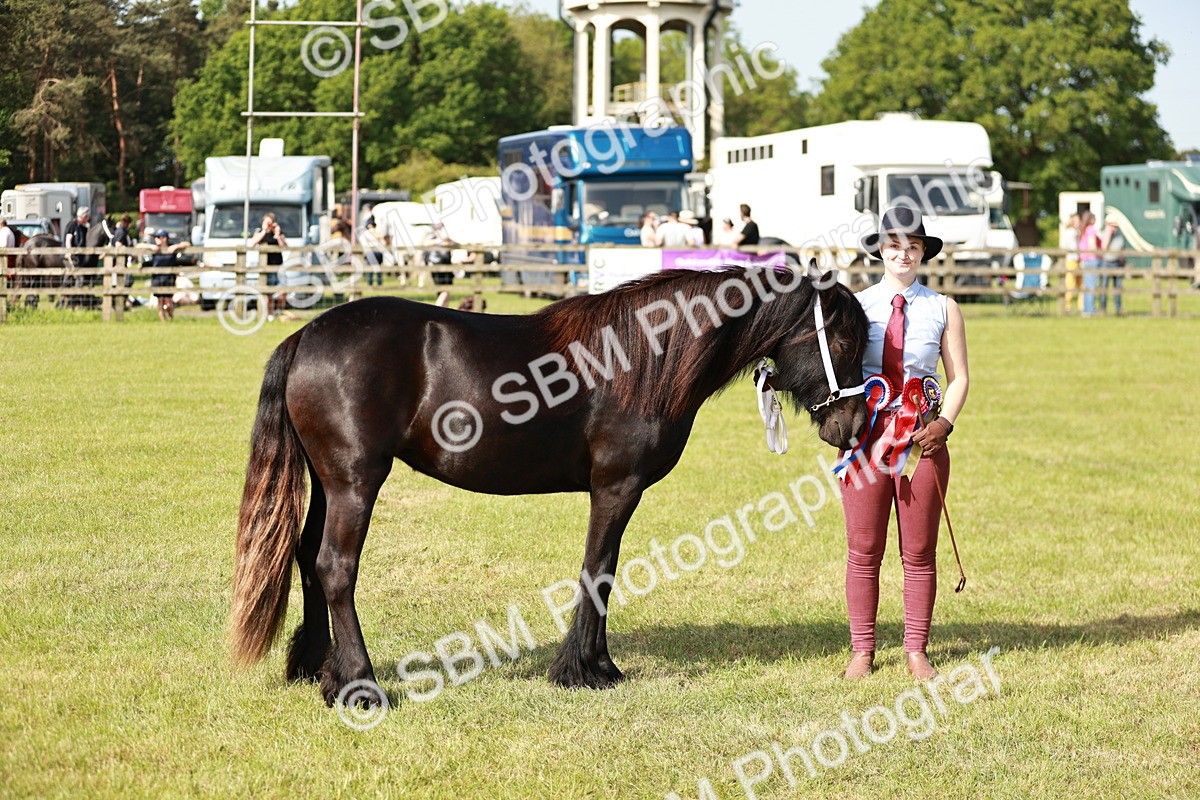 SBM_00909 - Class 14-23 - Mountain & Moorland In Hand Non Welsh