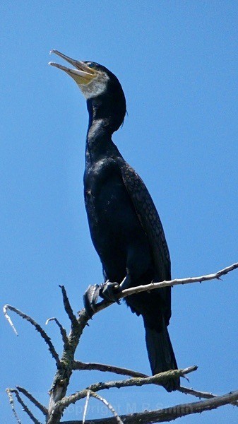 Cormorant - BIRDS & INSECTS