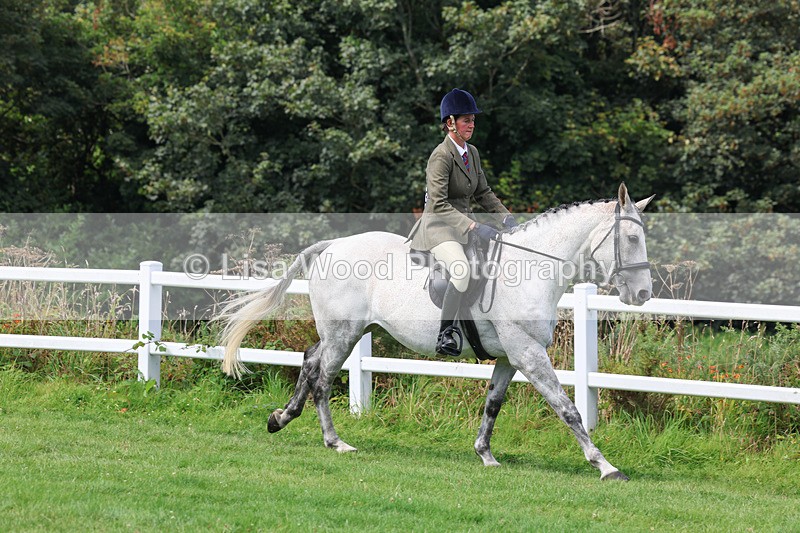 3E7A8654 - Class 5: Working Show Horse