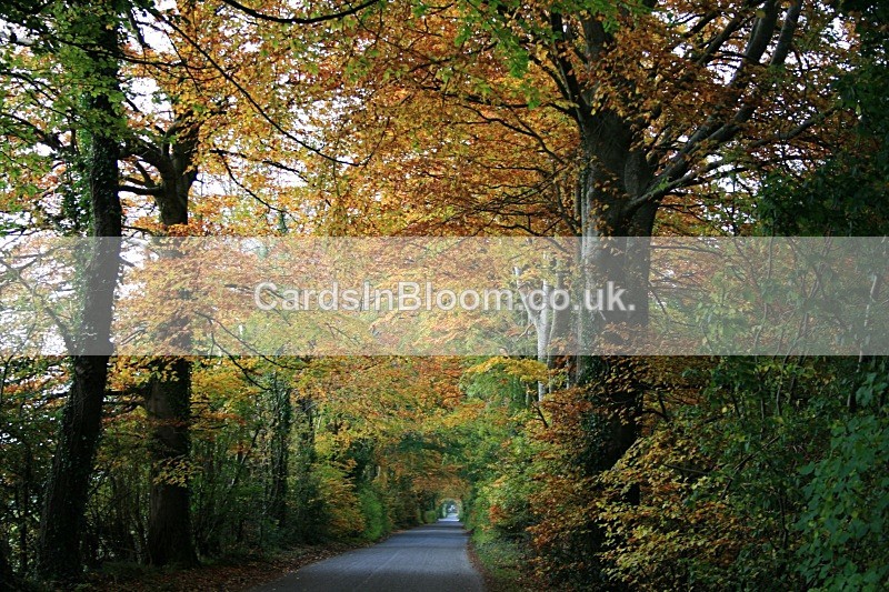 Avenue of Beech trees - EARTH, SEA & SKY- Woodlands, Rivers, Lakes, Mountains and Skies
