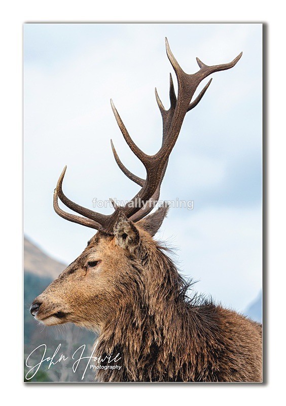  - Scottish Stags- picture