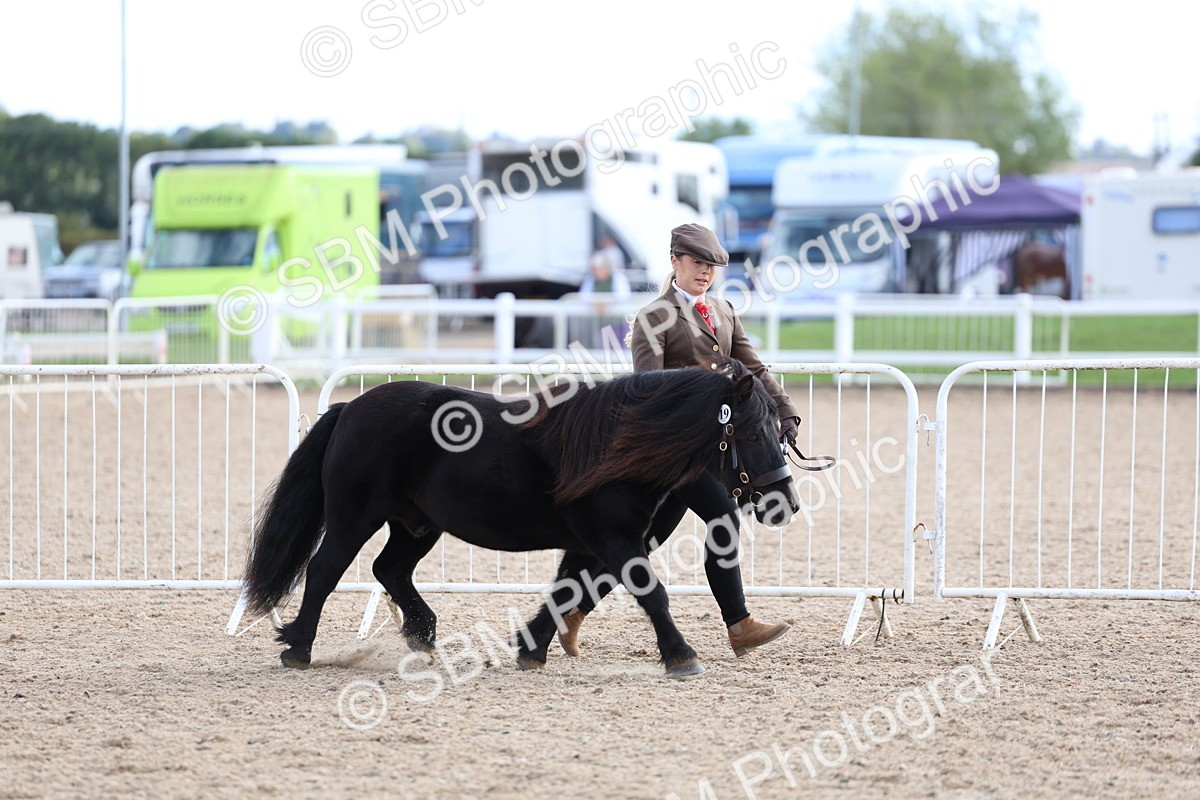 SBM_18700 - Class 317 - IH Pure Bred Horse-Pony