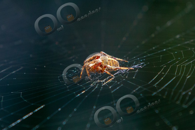 spider-8990 - Insects from around the world