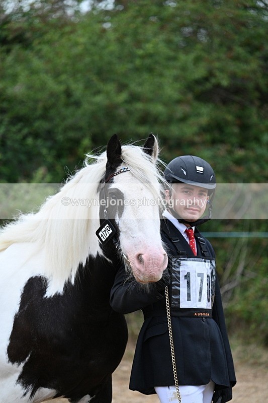 WJ7_9538 - Class 5 Most Handsome Gelding (up to 14.2hh)