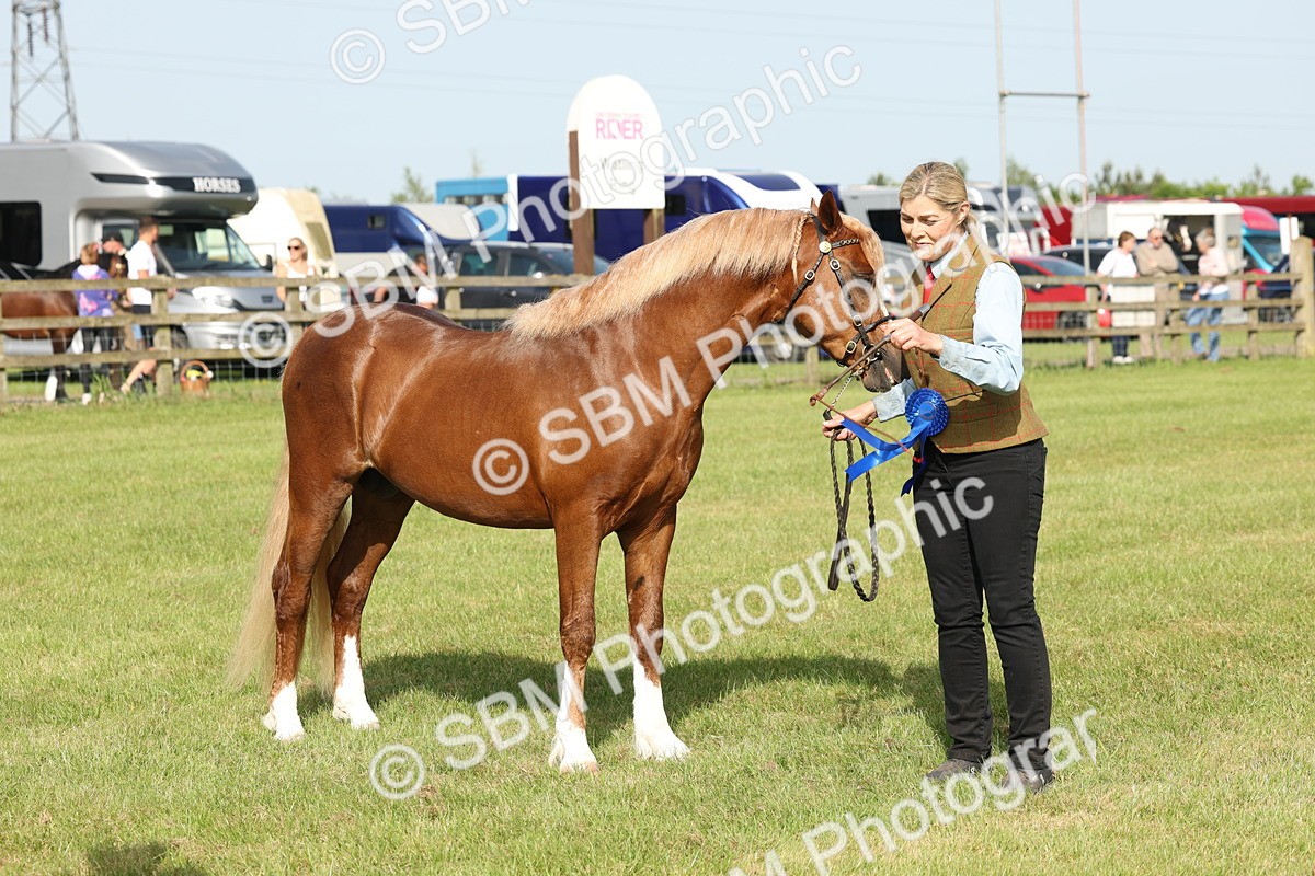 SBM_00711 - Class 6-13 - Mountatin and Moorland In Hand Welsh Breeds