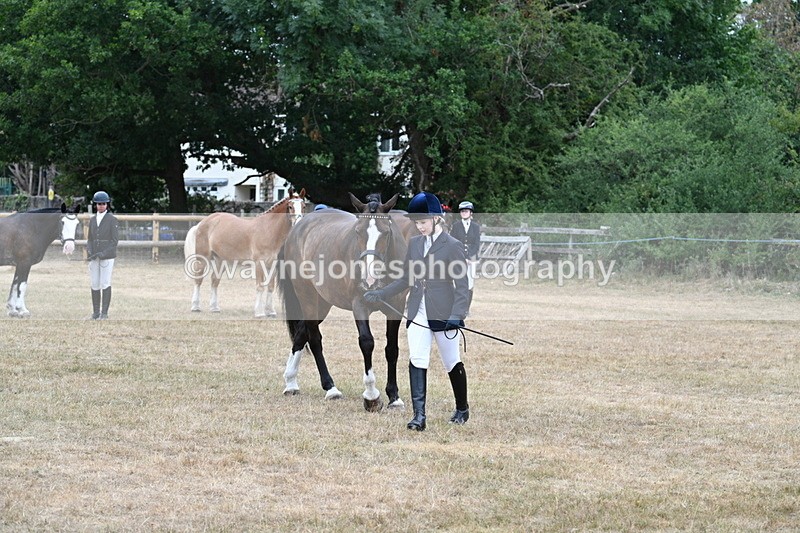 WJ7_0091 - Class 5a Most Handsome Gelding (above 14.2hh)