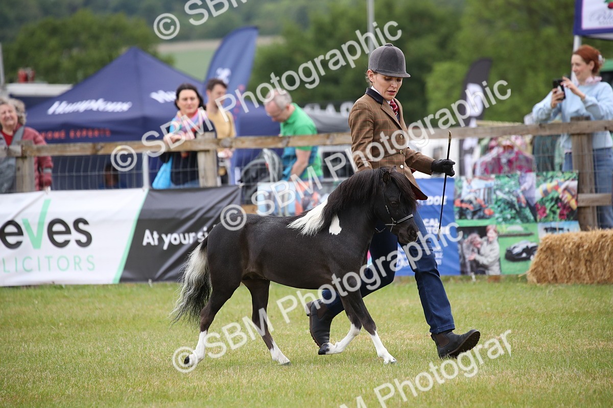 SBM_03697 - Class 23-25 - British Miniature Horse of the Year