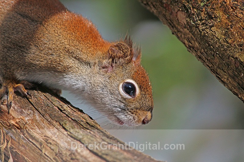 Curious Rodent
