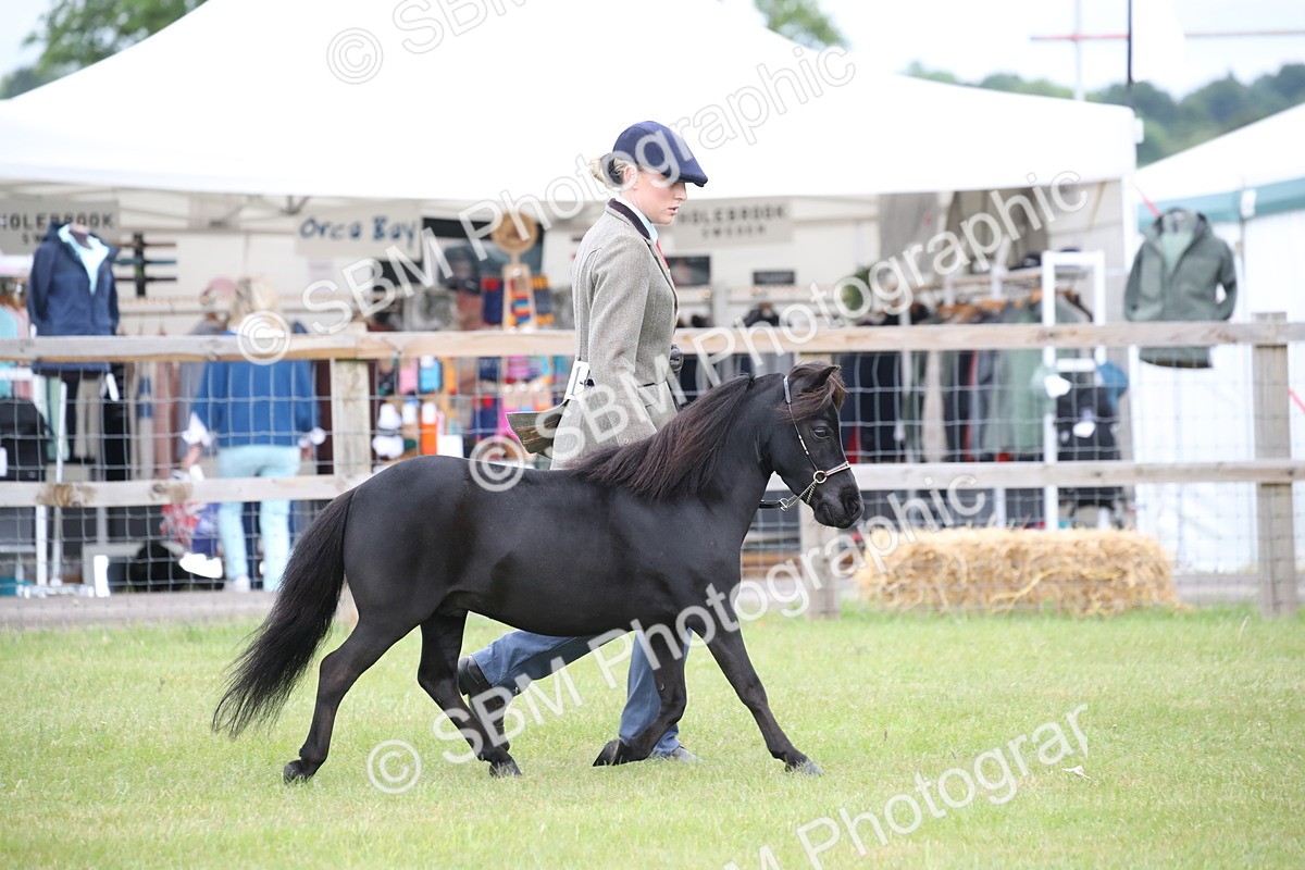 SBM_03892 - Class 23-25 - British Miniature Horse of the Year