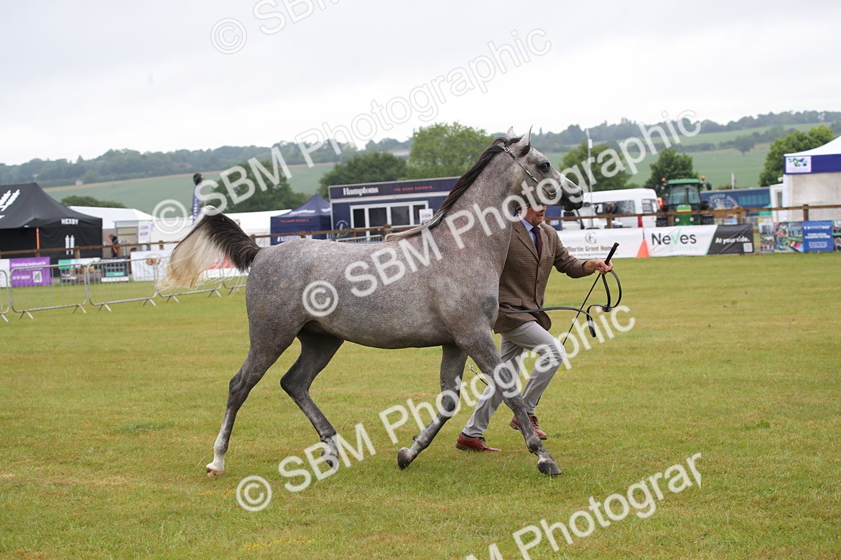 SBM_00020 - Class 17-20 - Arab & Part Bred - Anglo Arab In Hand