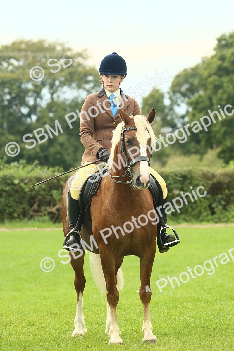 SBM_71946 - S60 - Mountain & Moorland Ridden Large Breeds