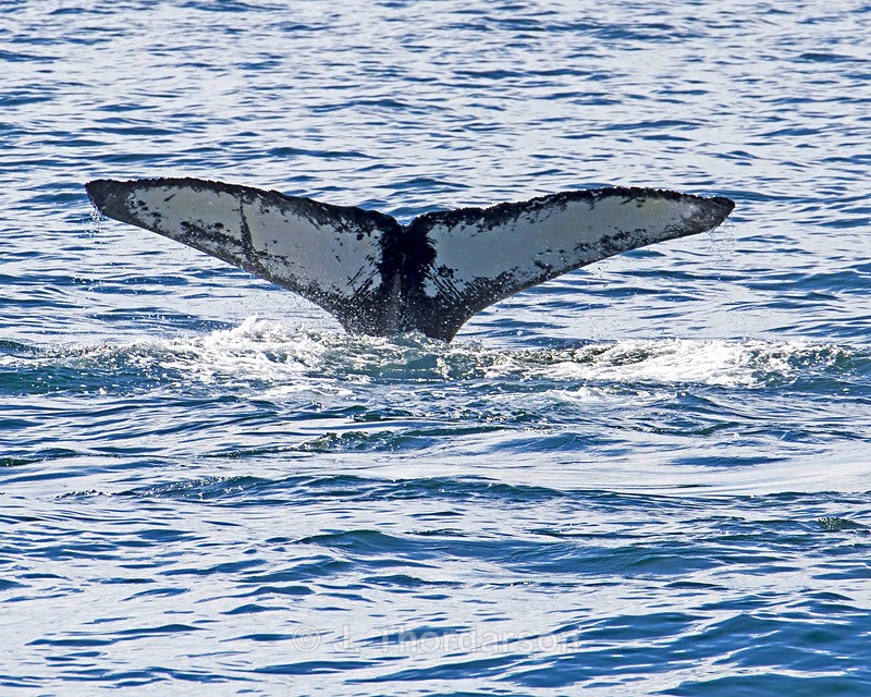  - Humpback Whale Flukes