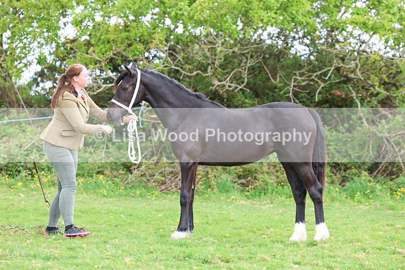 3E7A0891 - In Hand Championship