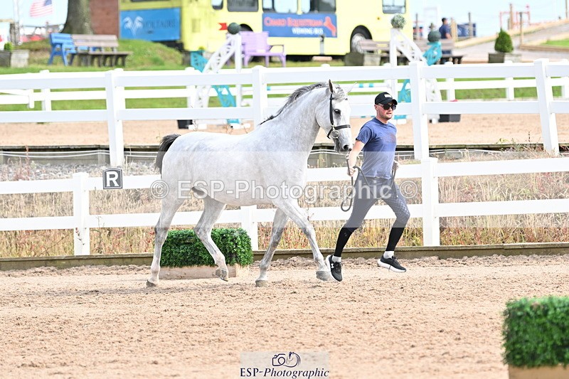 240717A-165742-03565 - Trot Up 4pm to 5pm