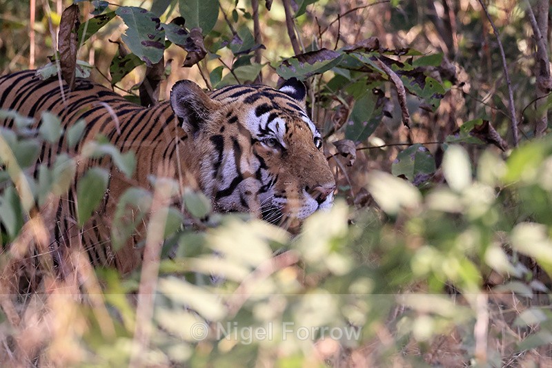 Male Tiger moving through undergrowth, Panna, Madhya Pradesh, India - Tiger