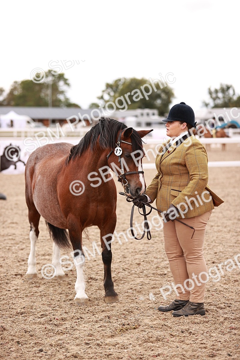 SBM_16203 - Class412 - Handsome Gelding (IH  or Ridden) Adult