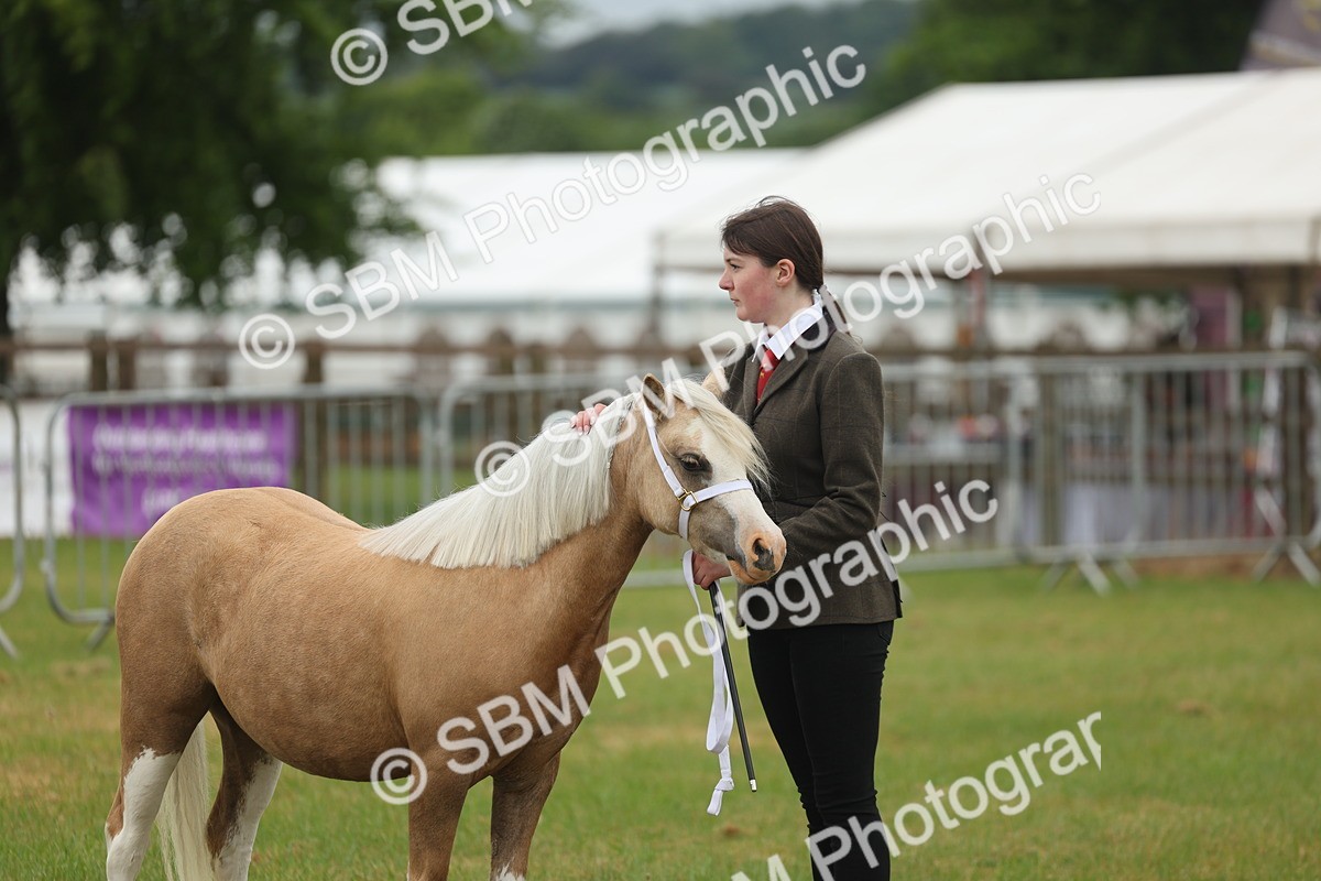 SBM_01376 - Class 50-57 - M&M Welsh Pony In Hand