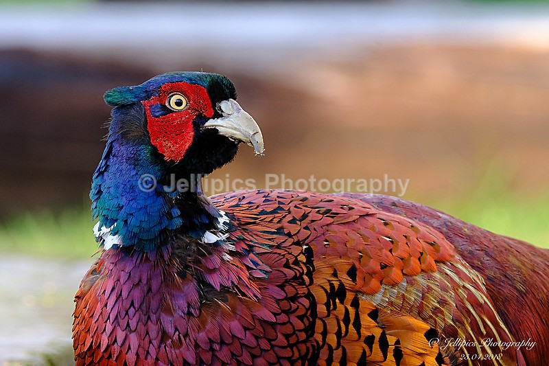  - Wildlife and Nature