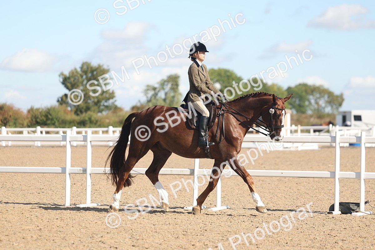 SBM_12987 - Class 305 - Ridden Foreign Breed Pure Bred