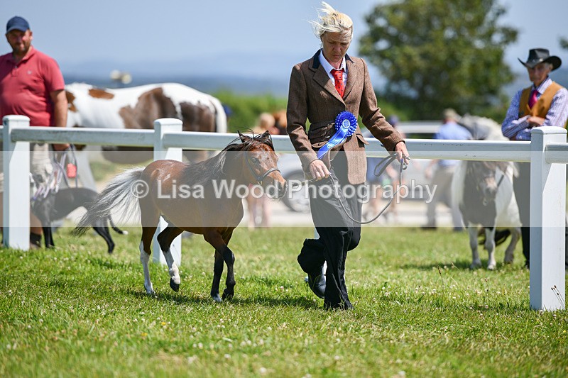 DSC_7262 - Miniature Horse Championship