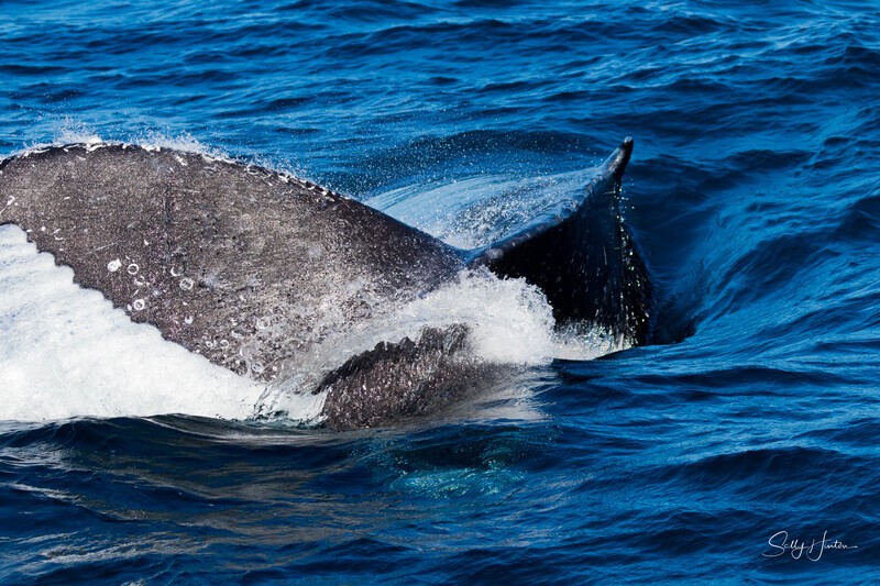 Labour thrash 3 - Humpback Whales