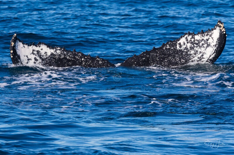 Humpback Fluke 2021 2 - Humpback Whales
