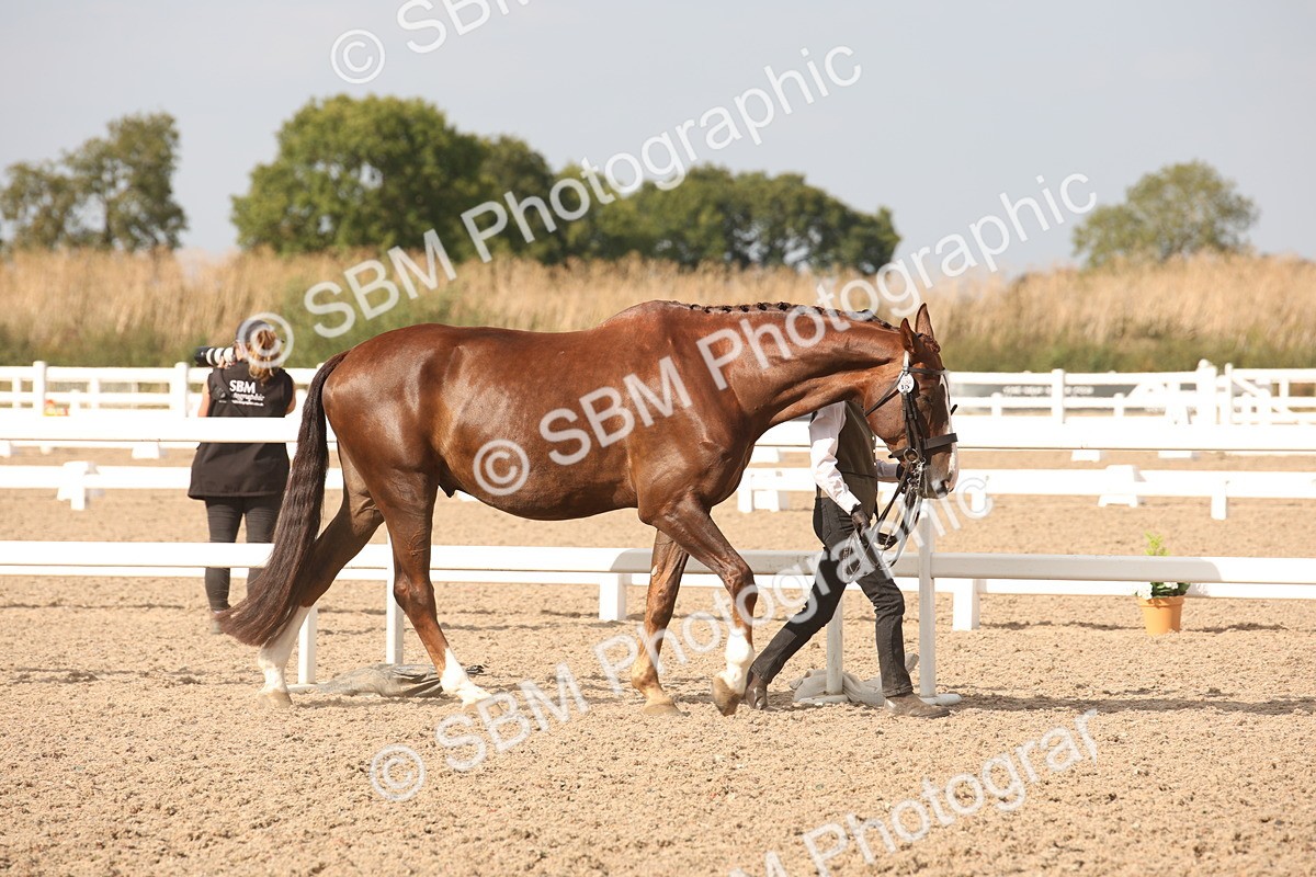 SBM_08131 - Class 27 - IH Competition Horse-Pony