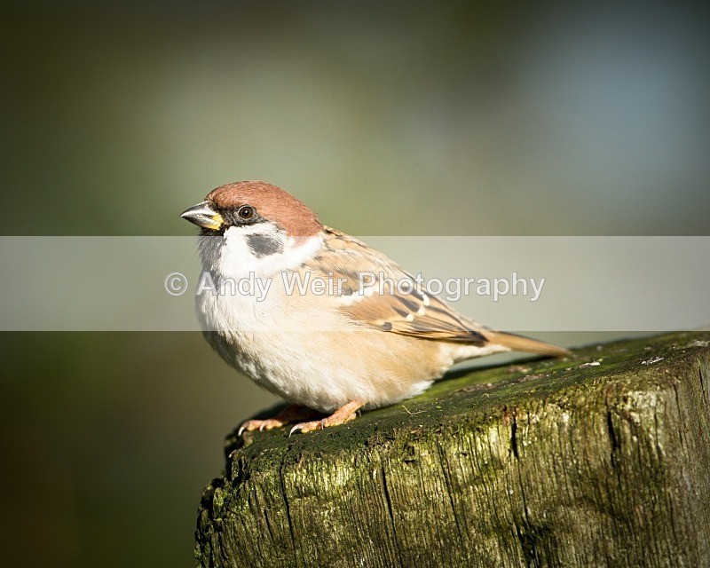 20121118-_MG_1438 - Tree Sparrow